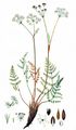 Spignel - Meum athamanticum Jacq.
