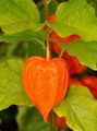 Japanese-Lantern - Physalis alkekengi L.