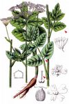 Große Bibernelle - Pimpinella major (L.) Huds. 