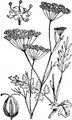 Burnet-Saxifrage - Pimpinella saxifraga L.