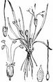 Europäischer Strandling - Plantago uniflora L.