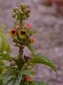 Green Figwort - Scrophularia umbrosa Dumort.