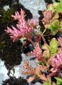 Caucasian-Stonecrop - Sedum spurium M. Bieb.
