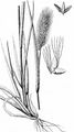 Green Bristle-Grass - Setaria viridis (L.) P. Beauv.