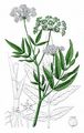 Greater Water-Parsnip - Sium latifolium L.