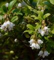Preiselbeere - Vaccinium vitis-idaea L.