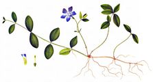 Lesser Periwinkle - Vinca minor L.