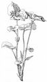 Wonder Violet - Viola mirabilis L.