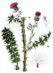 Weg-Distel - Carduus acanthoides L. 