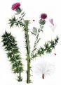 Spiny Plumeless Thistle - Carduus acanthoides L.