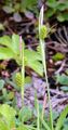 Pale Sedge - Carex pallescens L. 