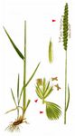 Wiesen-Kammgras - Cynosurus cristatus L. 