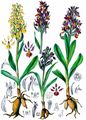 Holunder-Knabenkraut - Dactylorhiza sambucina (L.) Soó