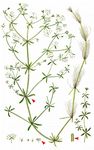 Hohes Labkraut - Galium elongatum C. Presl 