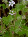 Small-Flowered Crane's-Bill - Geranium pusillum L.