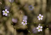 Mauer-Gipskraut - Gypsophila muralis L.