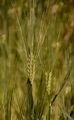 Six-Rowed Barley - Hordeum vulgare L.