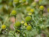 Strahlenlose Kamille - Matricaria discoidea DC.