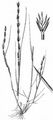  - Micropyrum tenellum (L.) Link