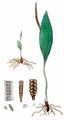 Adder's-Tongue - Ophioglossum vulgatum L.