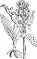 Early-Purple Orchid - Orchis mascula (L.) L.