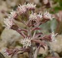 Alpine Butterbur - Petasites paradoxus (Retz.) Baumg.