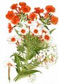 Phlox - Phlox paniculata L.
