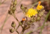  - Pilosella ziziana (Tausch) F. W. Schultz & Sch. Bip.