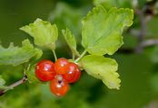 Mountain Currant - Ribes alpinum L.