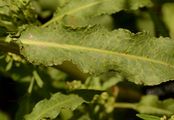 Curled Dock - Rumex crispus L.