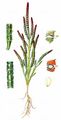 Yellow Glasswort - Salicornia procumbens Sm.