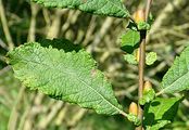 Eared Willow - Salix aurita L.