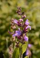 Sage - Salvia officinalis L.