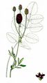 Great Burnet - Sanguisorba officinalis L.