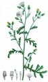 Sticky Groundsel - Senecio viscosus L.