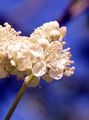 Service-Tree - Sorbus domestica L.
