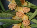 Yew - Taxus baccata L.