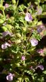 Trauben-Gamander - Teucrium botrys L.