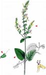 Salbei-Gamander - Teucrium scorodonia L. 