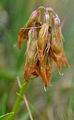 Westalpen-Klee - Trifolium alpinum L.