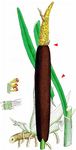 Breitblättriger Rohrkolben - Typha latifolia L. 