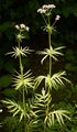 Arznei-Baldrian - Valeriana officinalis L.