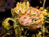 Echter Wundklee - Anthyllis vulneraria L.