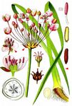 Schwanenblume - Butomus umbellatus L. 