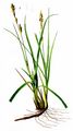 Behaarte Segge - Carex hirta L.