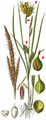 Bottle Sedge - Carex rostrata Stokes