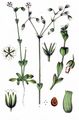 Little Mouse-Ear - Cerastium semidecandrum L.