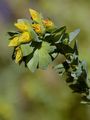 Lesser Honeywort - Cerinthe minor L.