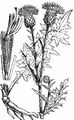 Englische Kratzdistel - Cirsium dissectum (L.) Hill