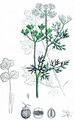 Coriander - Coriandrum sativum L.